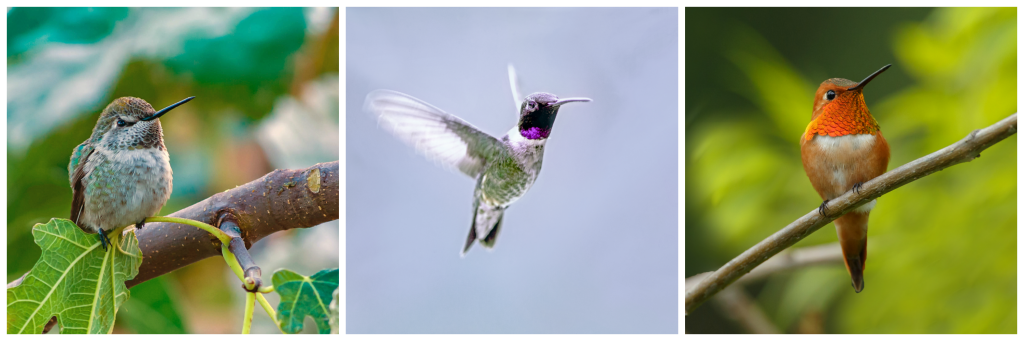 Hummingbirds in Western Montana