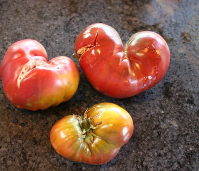 From the Garden 2012 – Tomatoes