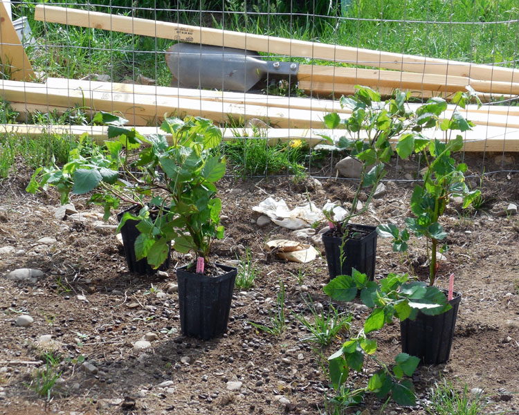 how to plant blackberries, growing blackberries, blackberry garden, planting a berry garden, Home Depot, AD