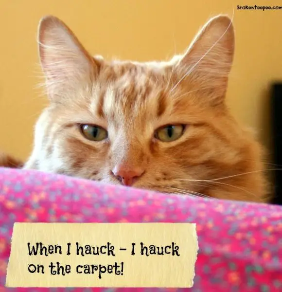 #Sponsored  Can STAINMASTER® Carpet Help The Farm Cats and Their Bad Habits? #MC #UnShameYourPet