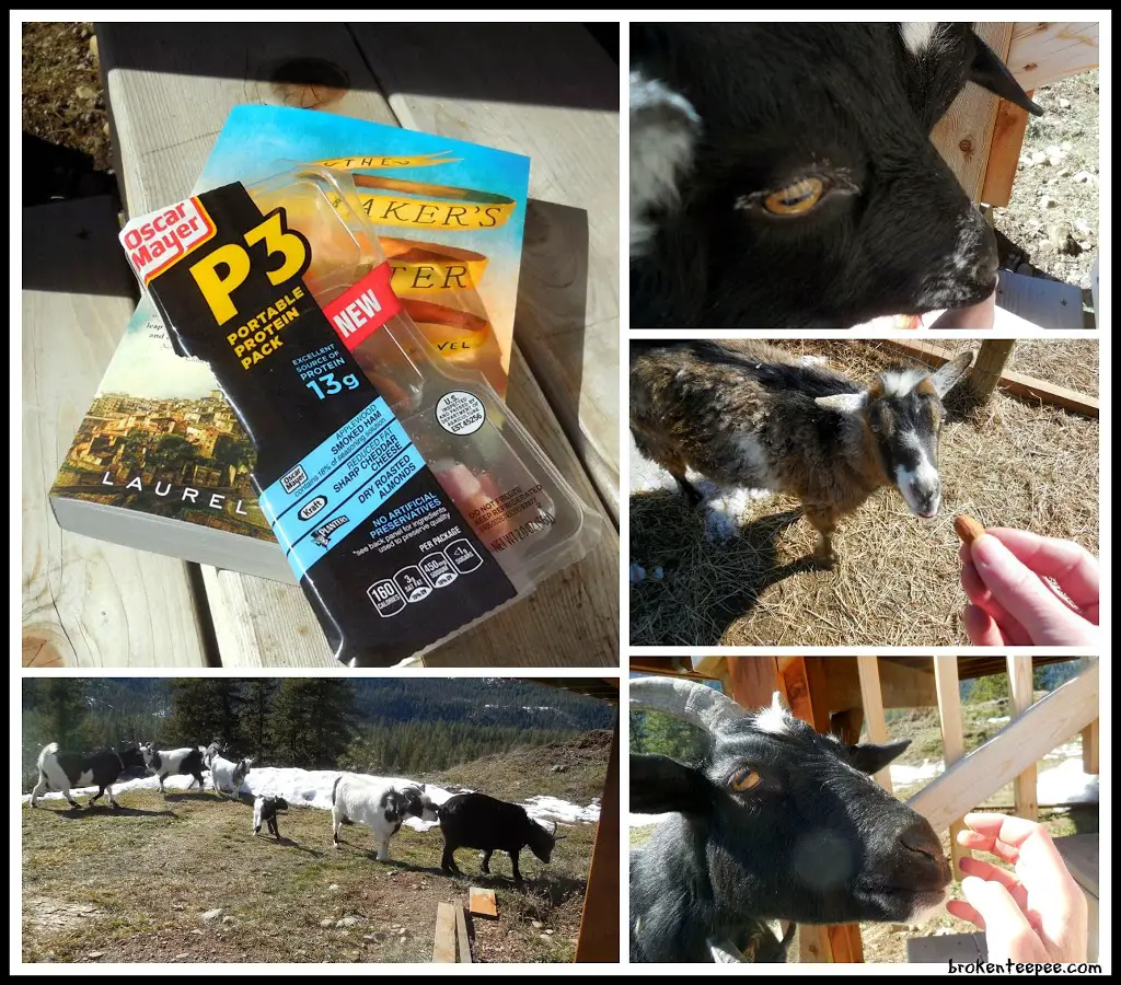 Goats snacking on Oscar Mayer P3 Packs, #shop, #CollectiveBias