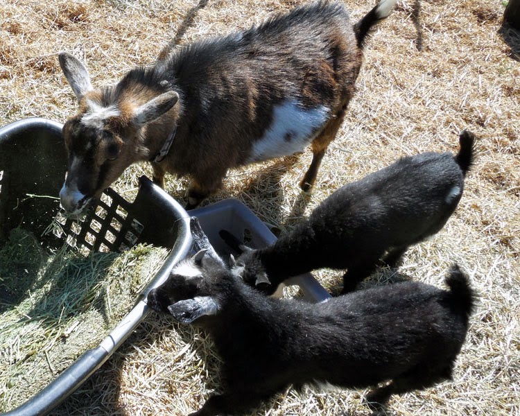 Nigerian dwarf goats, Montana, #MC