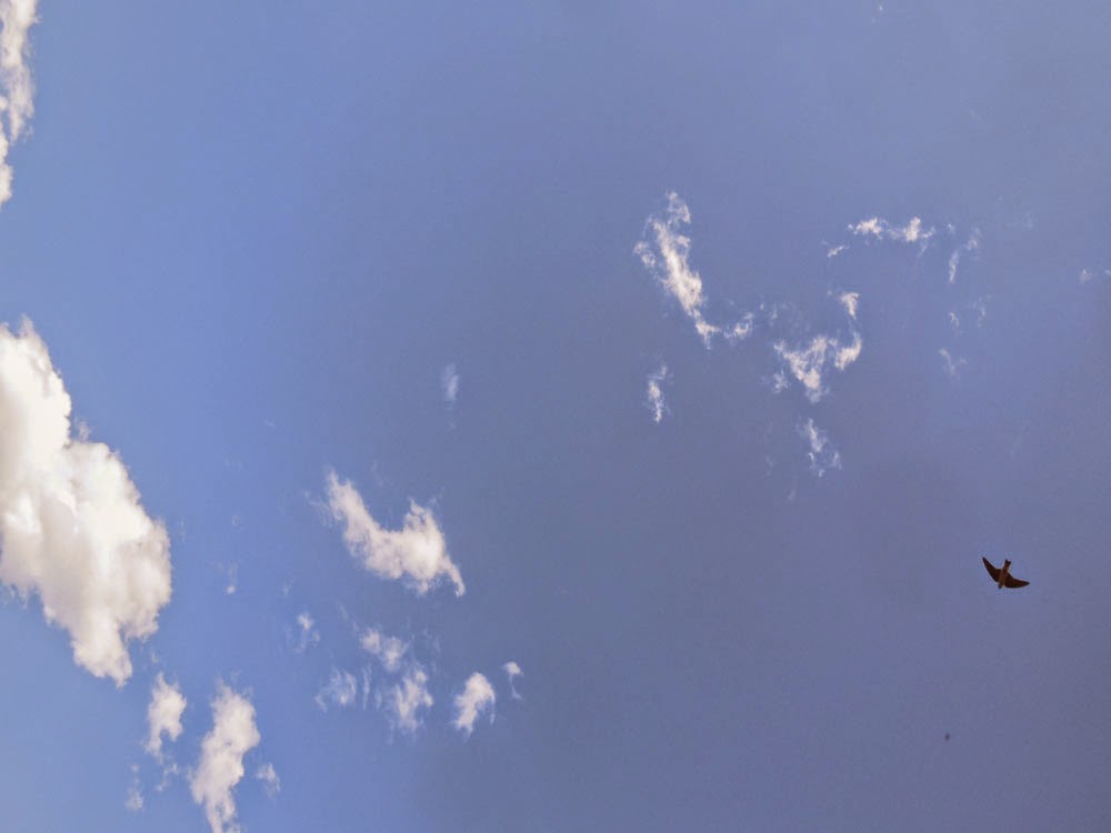 blue sky with bird, #LaundrySimplified, #shop, #CollectiveBias