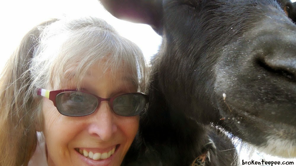 Selfie with goat, #LaundrySimplified, #shop, #CollectiveBias