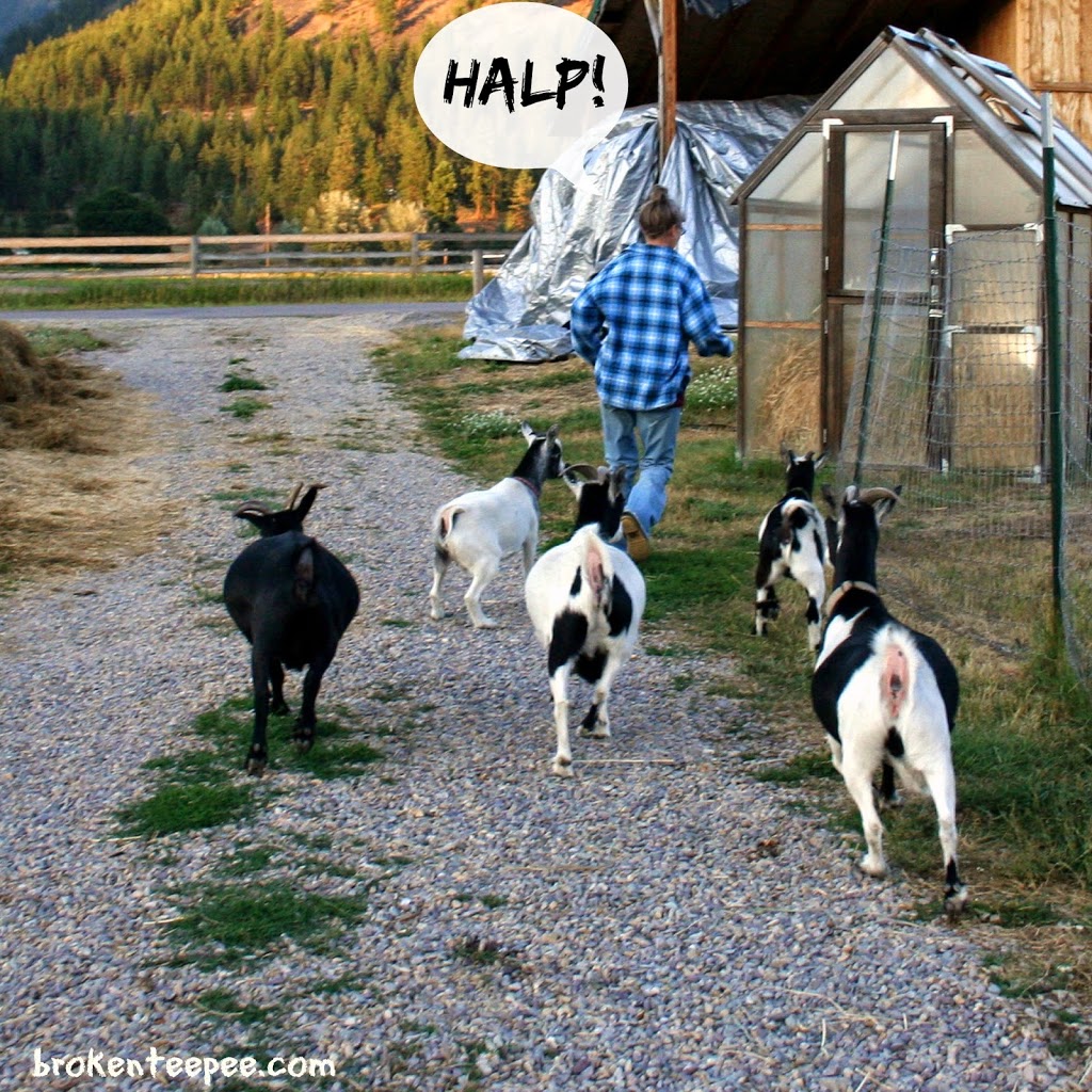 goats chasing goatherd, #BalanceRewards, #shop, #cbias