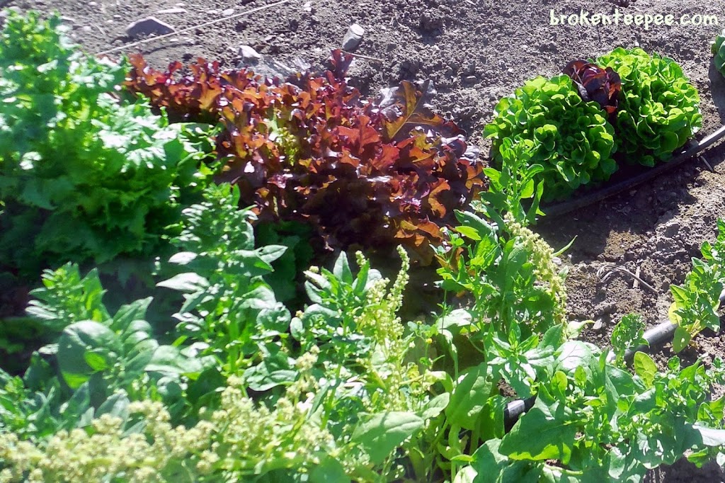 lettuce growing in garden, #BalanceRewards, #shop, #cbias