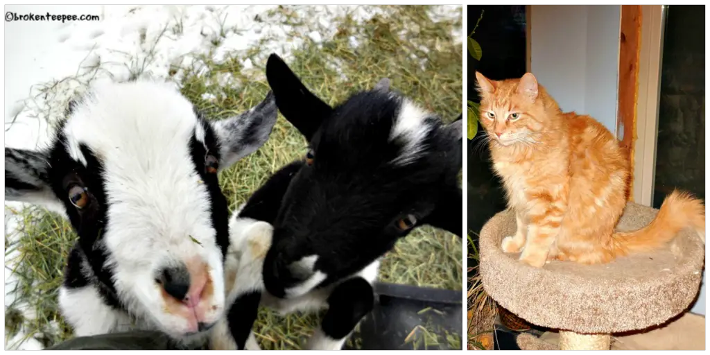 goats, goat kids, cat, Sherpa the Farm cat, #24HourEsterC, #CollectiveBias, #ad