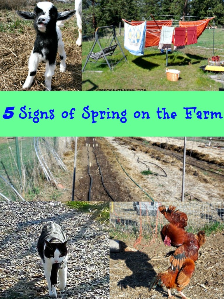 5 Signs of Spring on the Farm