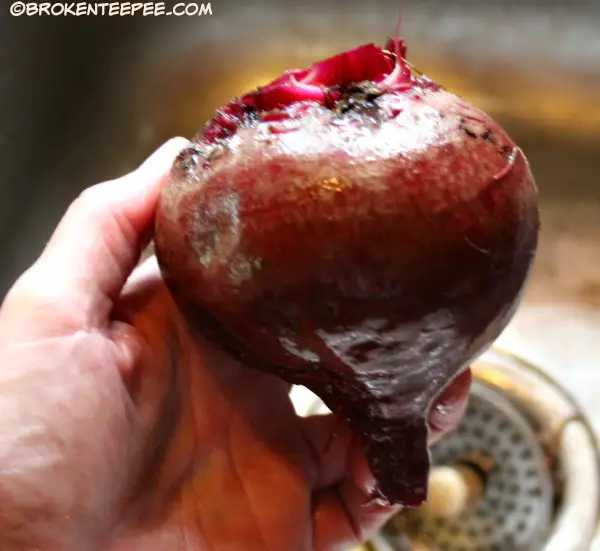 How to Freeze Beets – Processing the Harvest