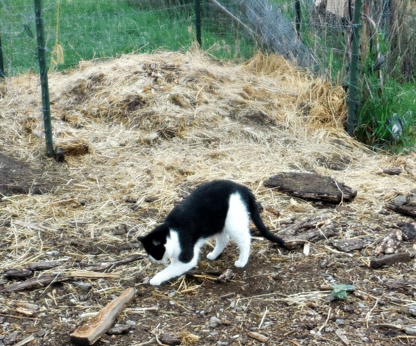 Harry the Farm cat demonstrates outdoor litter box