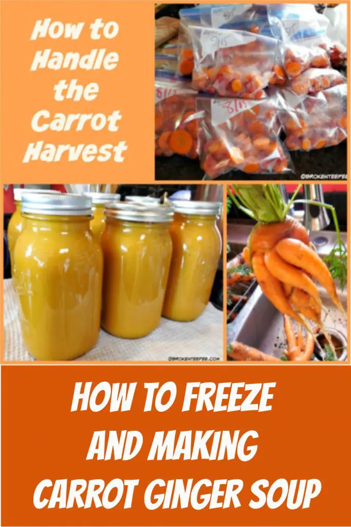 How to Freeze Carrots and Making Carrot Ginger Soup