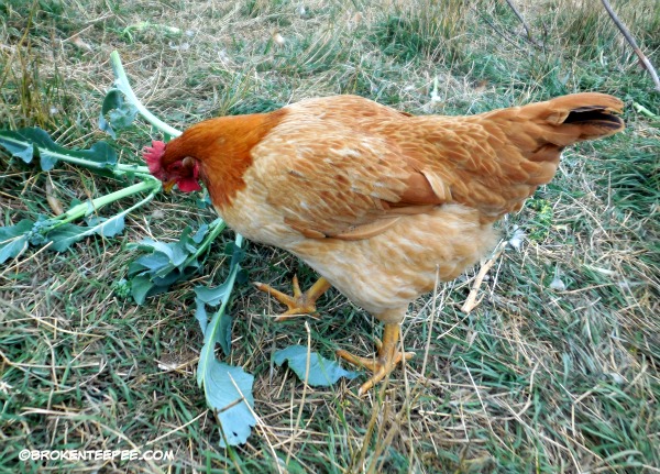 Scarlet O'Henna the chicken with broccoli