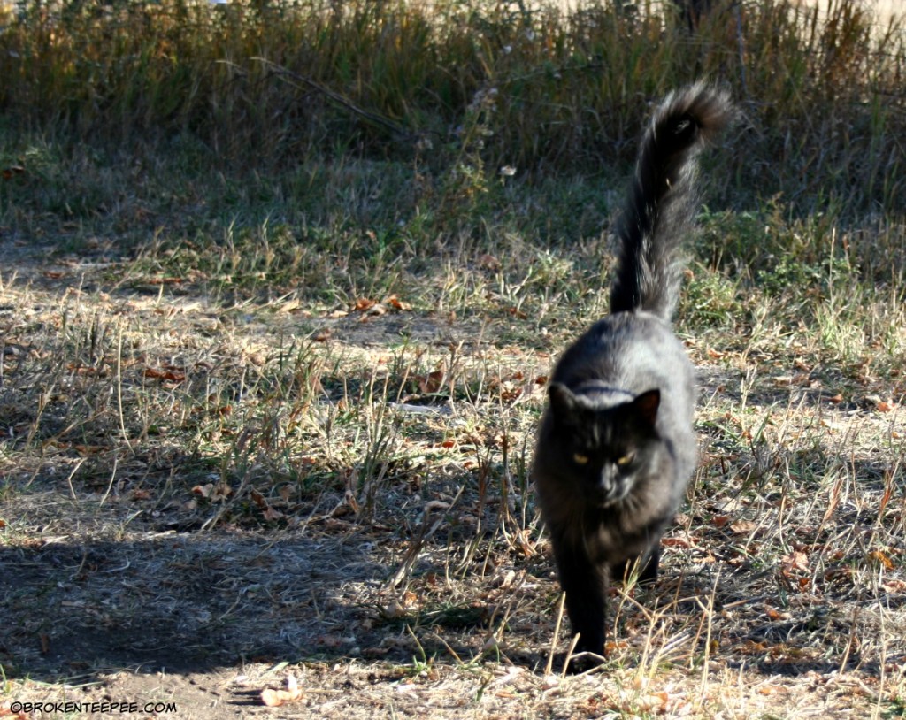 black cat, Moon Randolph Homestead