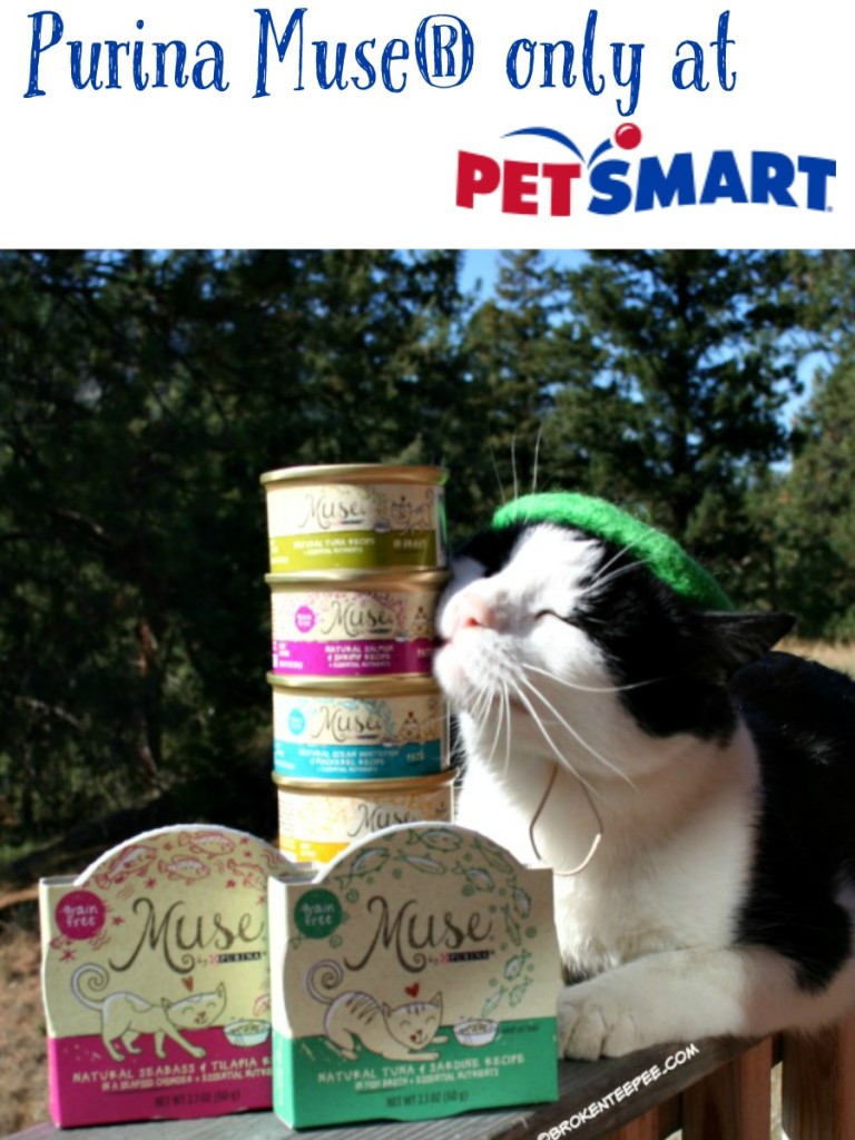 Purina Muse® Natural Cat Food, PetSmart, Harry the Farm cat, #MyMuseMyCat, #ad