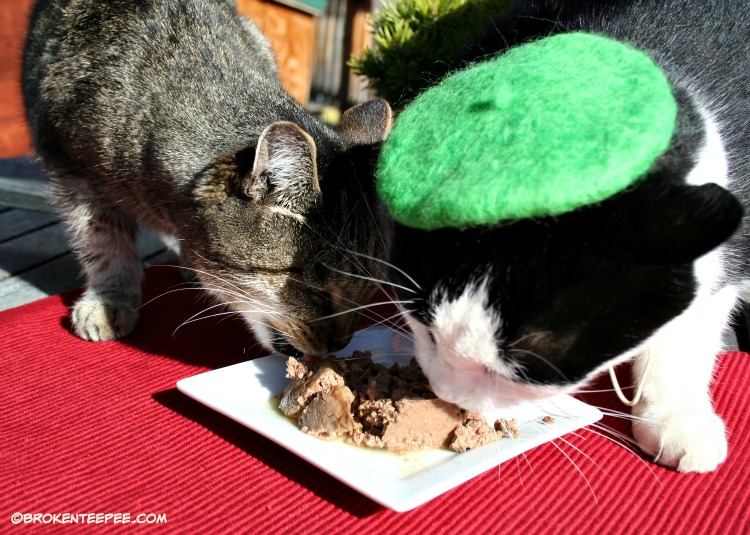 Purina Muse® Natural Cat Food, PetSmart, Stinky horns in on Harry's meal, #MyMuseMyCat, #ad