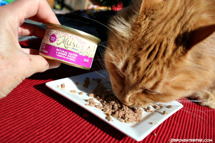 Purina Muse® Natural Cat Food, PetSmart, Sherpa the Farm cat, #MyMuseMyCat, #ad