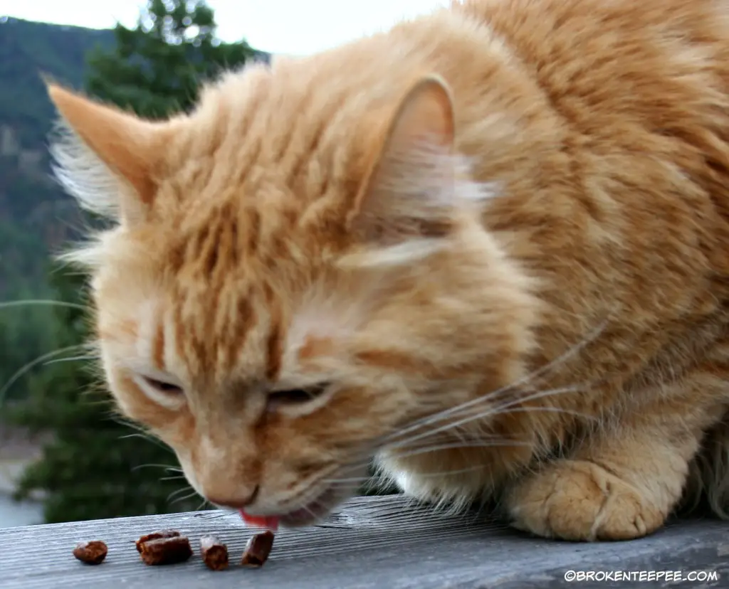 Wild Country Meat Sticks, Sherpa the Farm cat, #sponsored