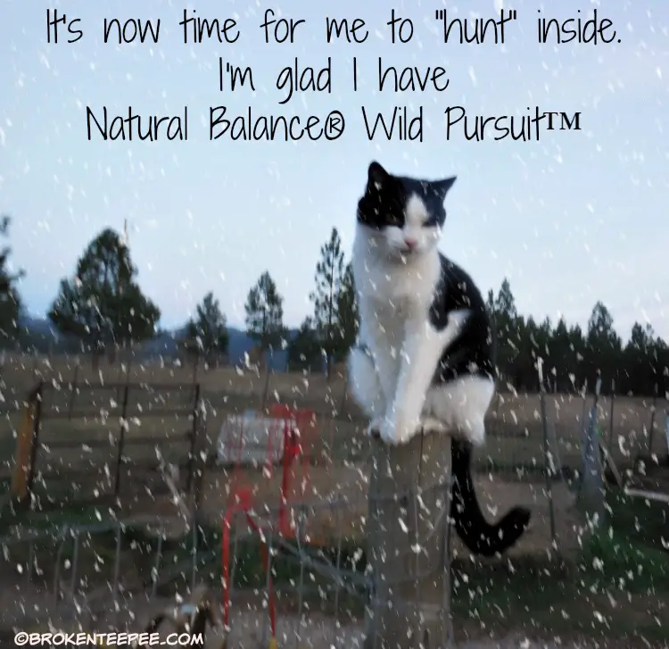 Natural Balance, Wild Pursuit, PetSmart, Harry the Farm cat, natural pet food, #NaturalBalance, #ad
