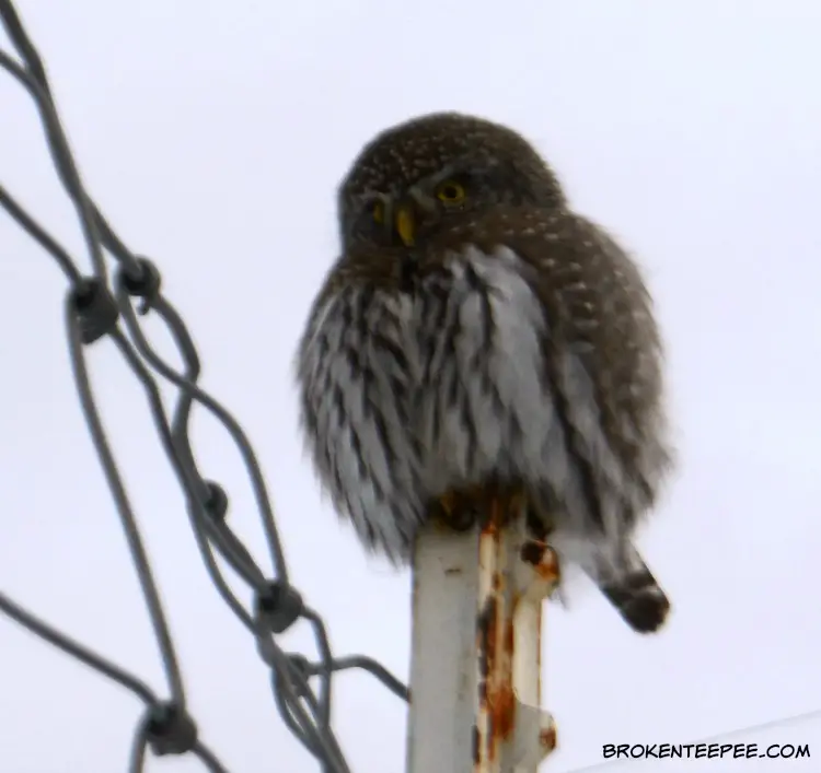 a visitor to the farm, Northern pygmy owl