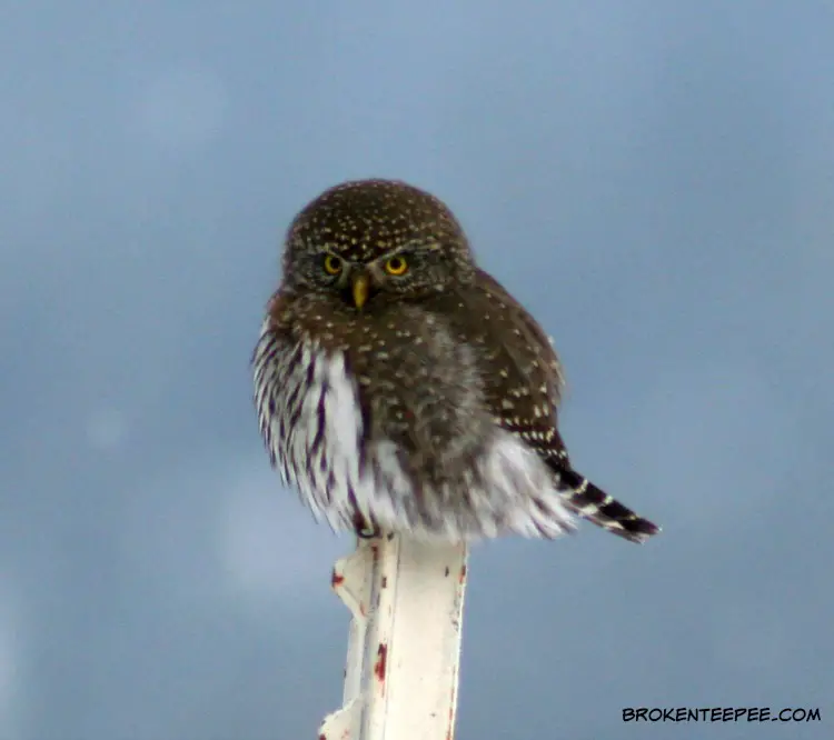 A Visitor to the Farm – the Northern Pygmy Owl
