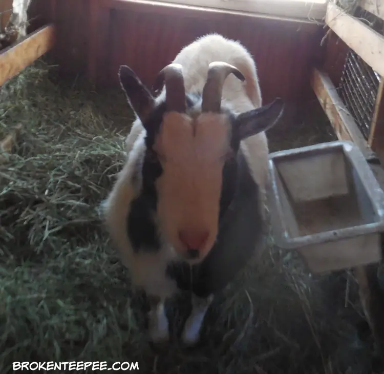 Thelma the goat, Louise the goat