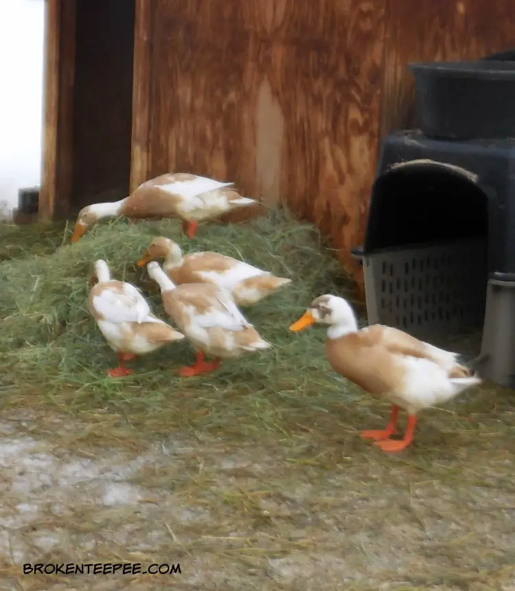 a day in the life of the happy ducks
