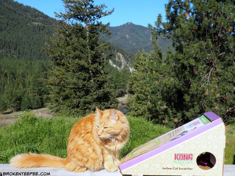 Sherpa the Farm cat,Kong Naturals eco friendly cat scratcher, cat scratcher, Chewy.com, #ad