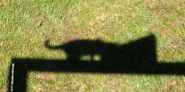 shadow scratching, Kong Naturals eco friendly cat scratcher, cat scratcher, Chewy.com, #ad
