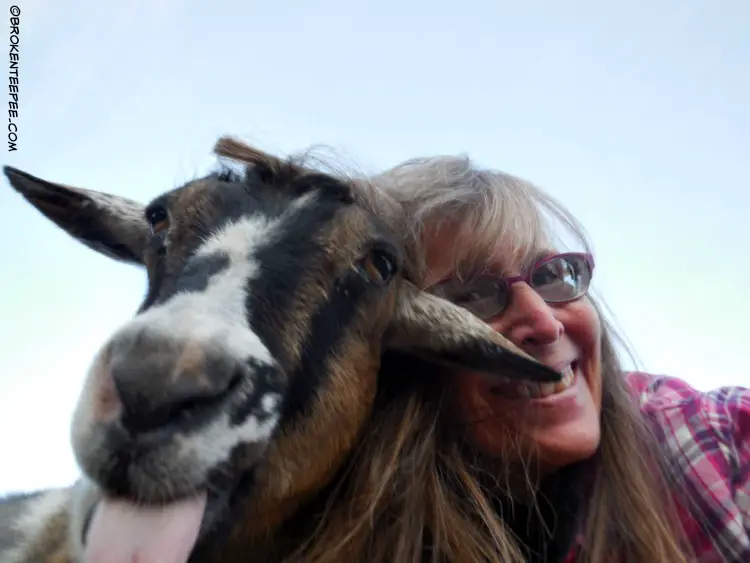 Friday's Hunt, photos from Montana, photohunt, the Happy Goats, starts with S, Smile, Famous SpokesGoat Pricilla