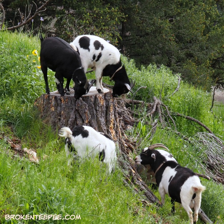 Friday's Hunt, photos from Montana, photohunt, the Happy Goats, starts with S, stunp
