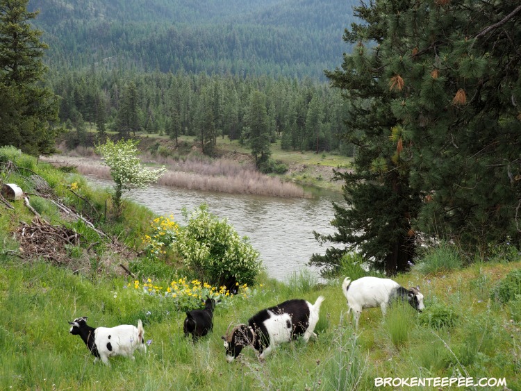 Friday's Hunt, photos from Montana, photohunt, the Happy Goats, starts with S