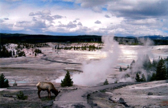 Yellowstone, stupid people