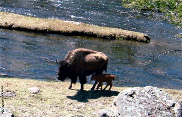 photos from Montana, Starts with U, Week's Favorite, in the morning, Friday's Hunt, Yellowstone National Park, Bison
