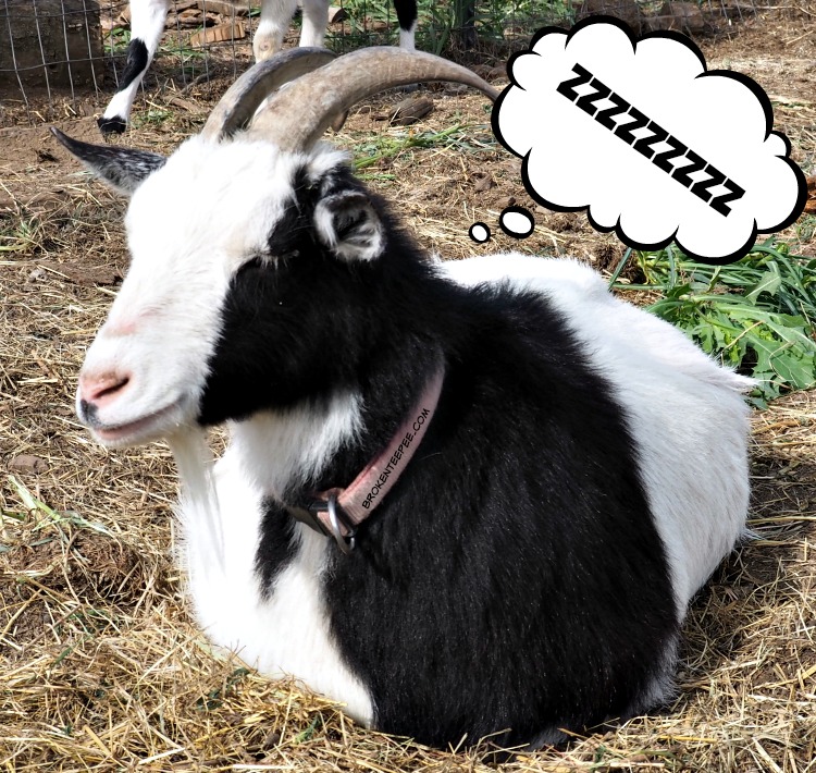 The Happy Goats Aren’t Spoiled…Much