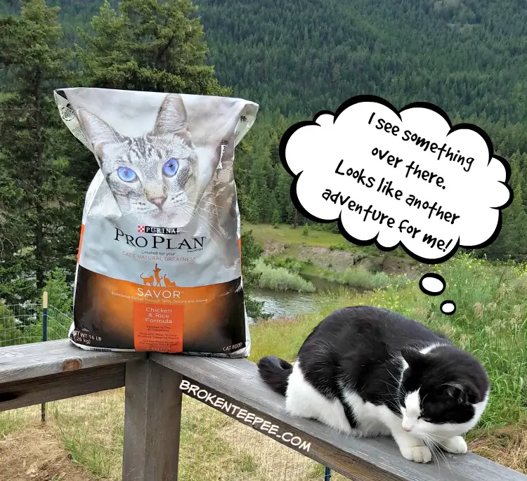 Purina Pro Plan, Take Your Cat on an Adventure Day, cat adventure, nutritious food, Harry the Farm cat, #MyGreatCat, #ad
