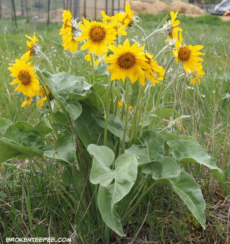Friday's Hunt, Week's Favorite, Starts with W, Rough, Wildflowers, photos from Montana