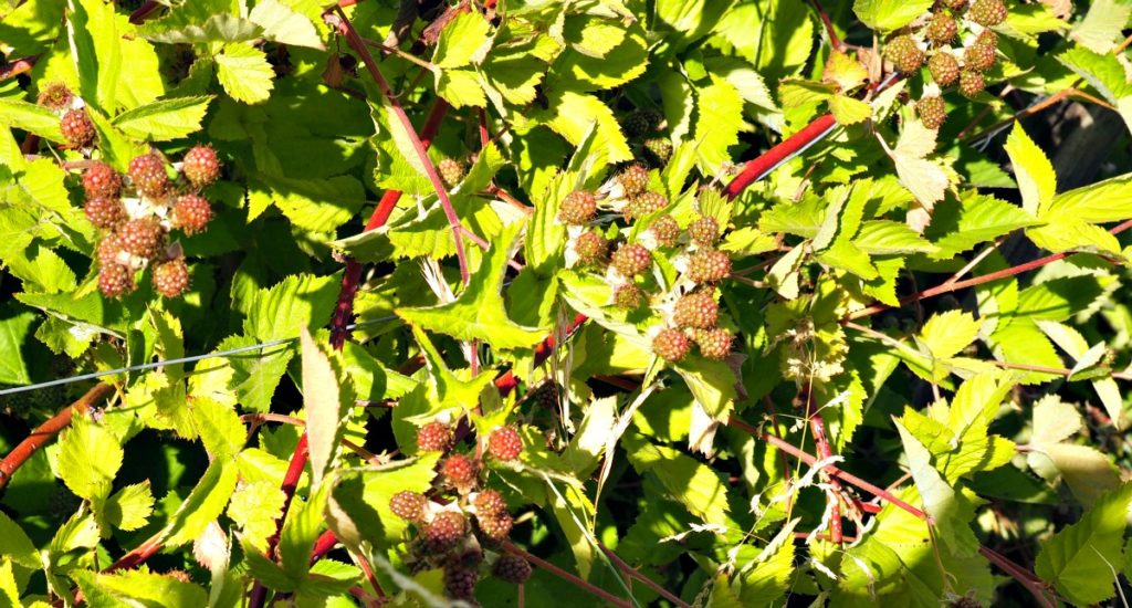 Blackberry Cobbler with Vanilla Sauce