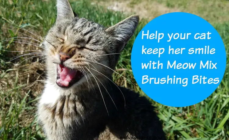 Meow Mix Brushing Bites, cat's dental health, cat treats, #ad