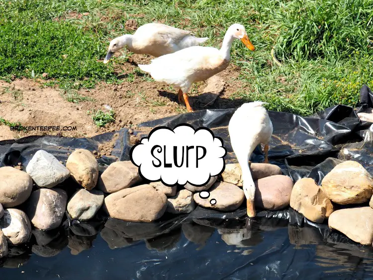 How to add a Pond, smartpond, duck pond, the Happy Ducks, the water filtration and circulation system, #ad