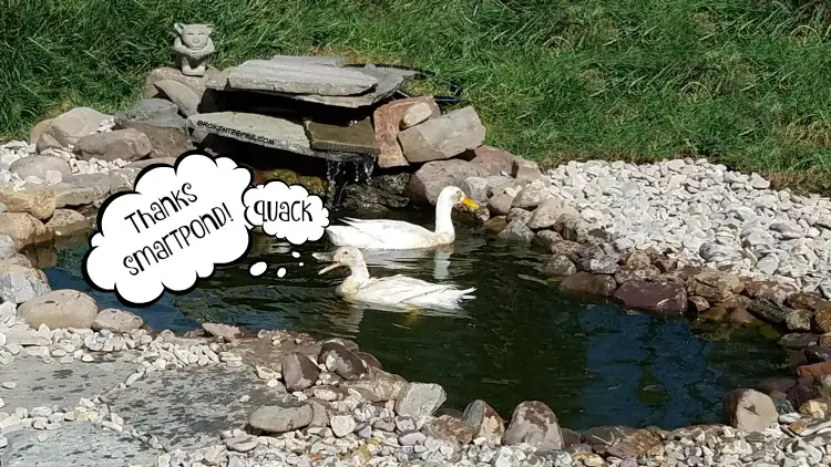 Adding a Pond, duck pond, smartpond, the Happy Ducks, #AD
