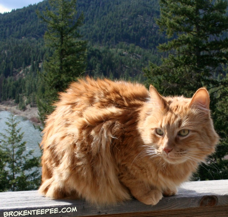 Friday's Hunt, Sherpa the Farm cat, cat photos