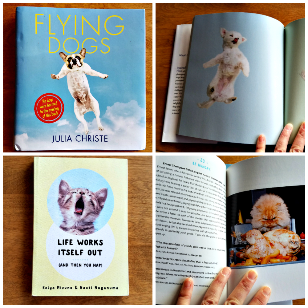 dog-and-cat-lovers,flying-dogs-and-life-works-itself-out