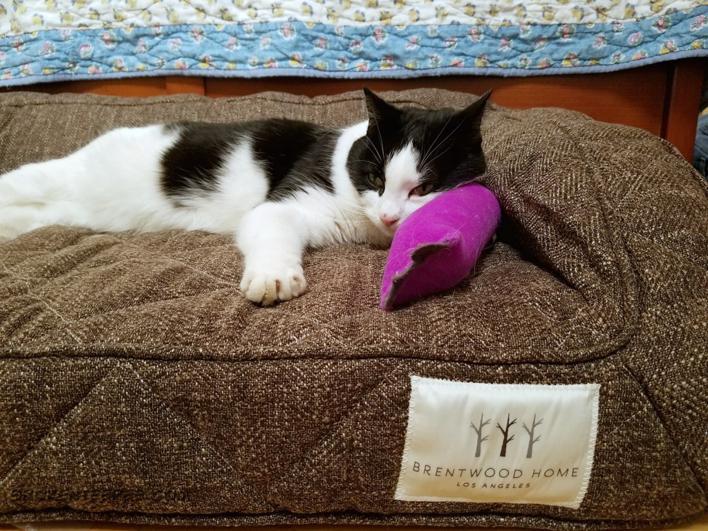 Comfortable Pet Beds for Cats (and Dogs) from Brentwood Home with a Giveaway