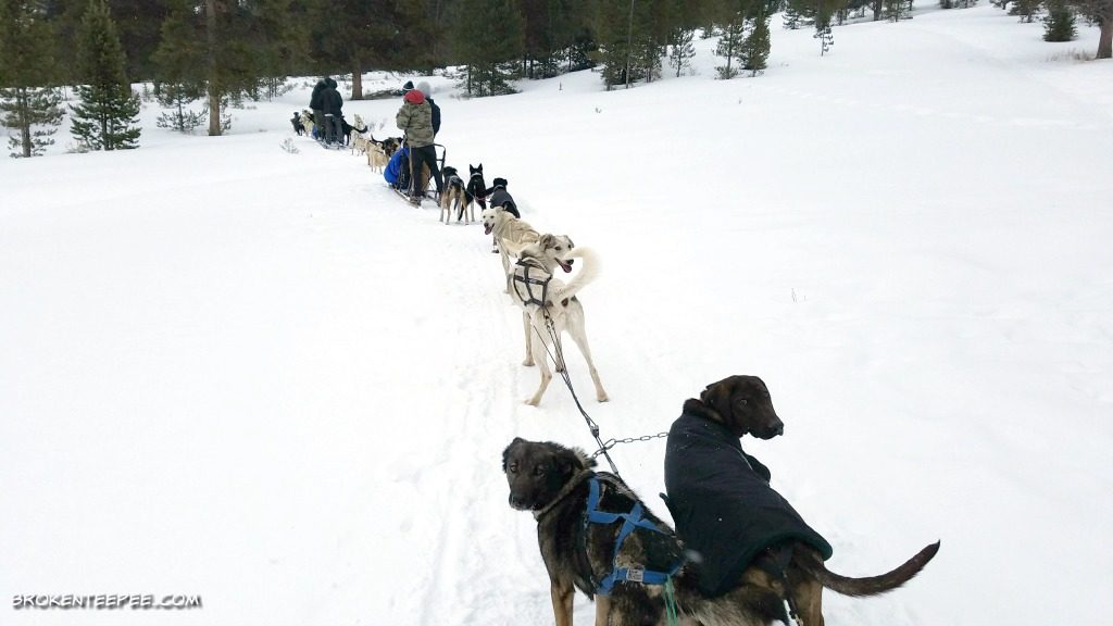Yellowstone Winter Excursions, what to do in West Yellowstone, Yellowstone Dog Sled Adventures, what to do in Big Sky