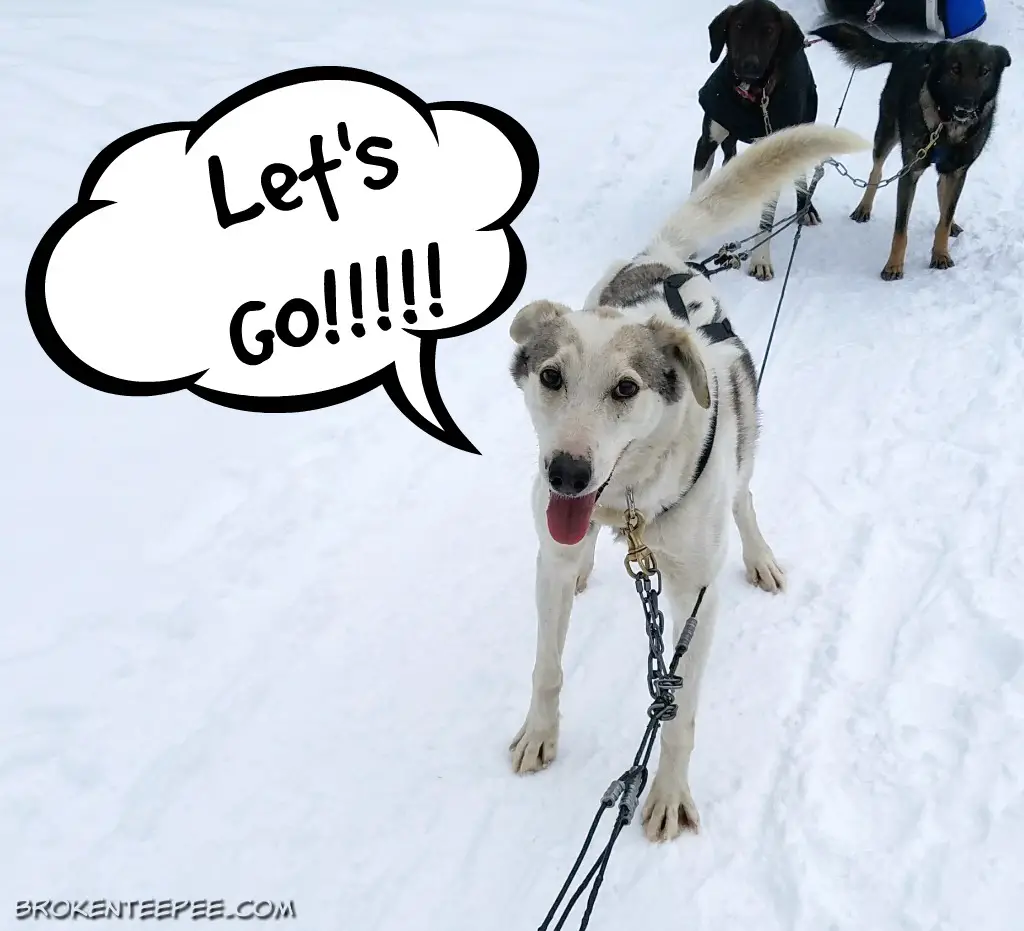 Yellowstone Winter Excursions – Dog Sled Adventures and More