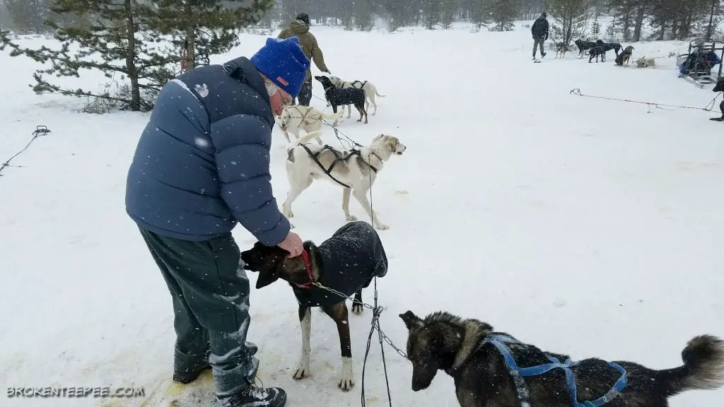 Yellowstone Winter Excursions, what to do in West Yellowstone, Yellowstone Dog Sled Adventures, what to do in Big Sky