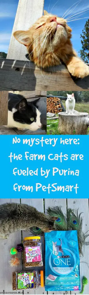 How to be a Farm Cat, Purina at PetSmart, Purina, PetSmart, #PurinaMysteries, #AD
