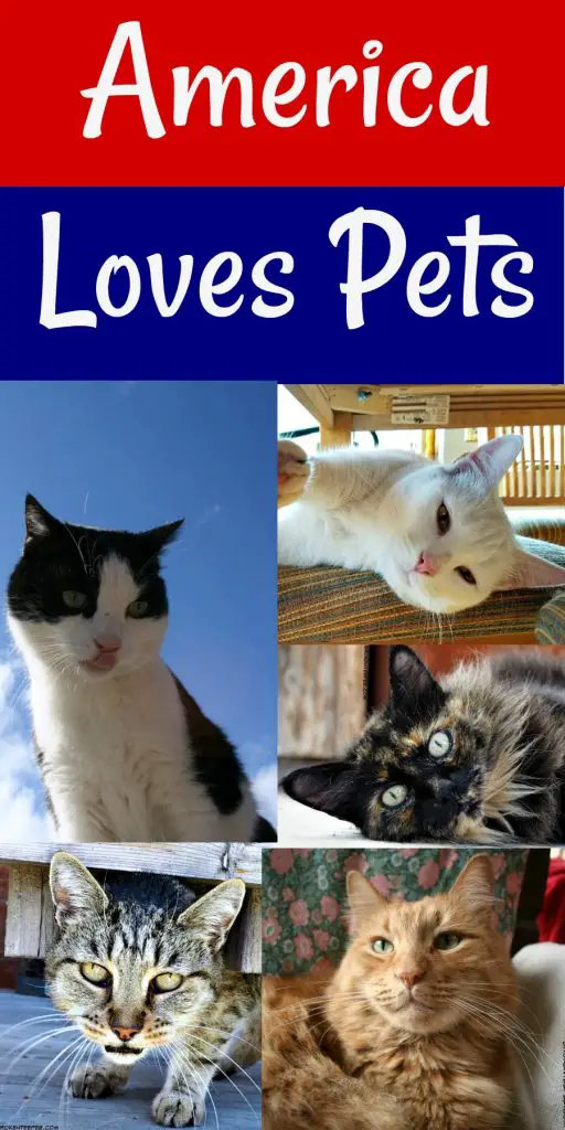 America Loves Pets, TrustedHousesitters.com, #AmericaLovesPets, #AD