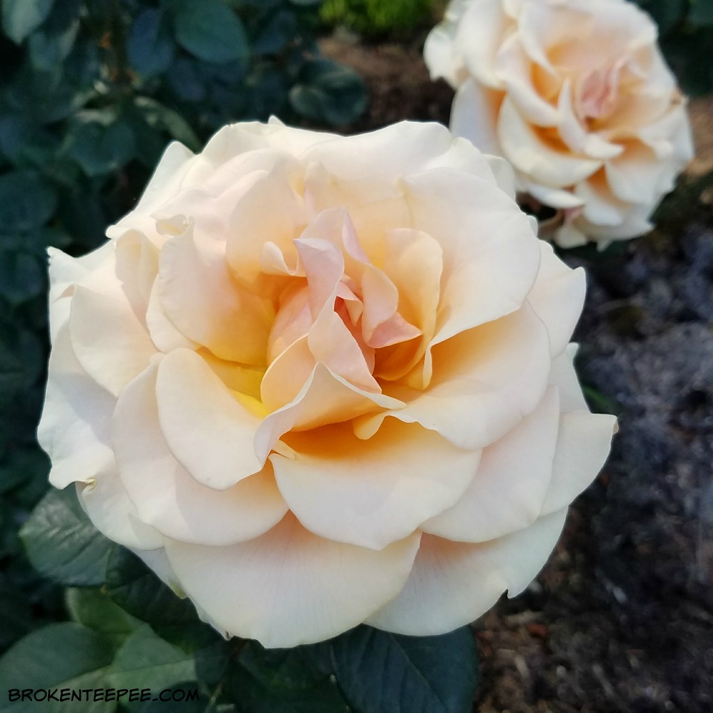 roses, Portland Rose Garden, TravelPortland, city of roses