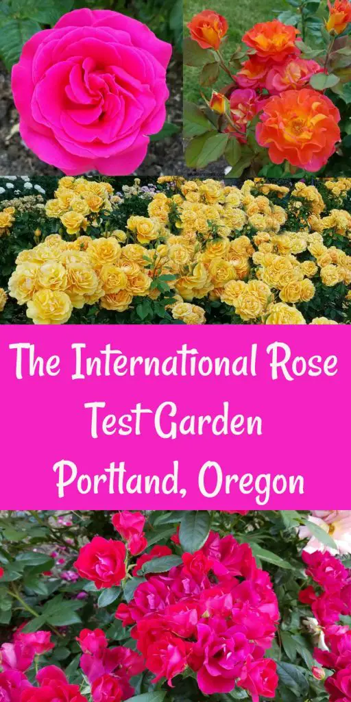 roses, Portland Rose Garden, TravelPortland, city of roses